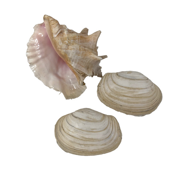 Large Conch Shell & 2 Clam Shells Lot Natural Sea Shells Beach Coastal Decor - Picture 1 of 15